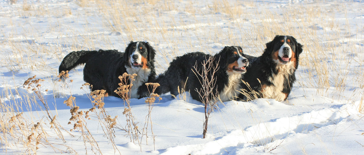 Bernese the three amigos